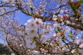 「さくら・桜・ＳＡＫＵＲＡ」