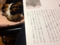 「猫と読書」