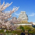 姫路城と桜2015